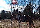 Splash - Gelding in Columbia, KY Splash - Gelding in Columbia, KY