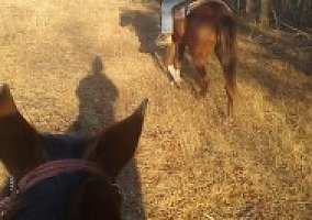 Quarter Horse (Quarter Horse, Gelding) in Blairs Mills, PA