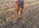 Quarter Horse - Horse for Sale in Blairs Mills, PA 17213