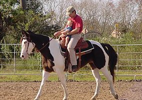 Tennessee Walking (Tennessee Walking, Mare) in San Antonio, TX