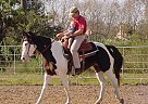 Tennessee Walking - Horse for Sale in San Antonio, TX 77082 Tennessee Walking - Horse for Sale in San Antonio, TX 77082