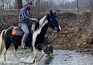 Whisky - Mare in Berea, KY Whisky - Mare in Berea, KY