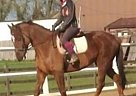 Other - Horse for Sale in Houston, TX 77053 Other - Horse for Sale in Houston, TX 77053