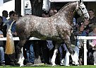 Freddie Irish Draught, Gelging 6... Irish Draught Gelding