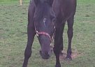 Chevy Tennessee Walking Stallion