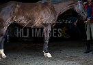 Paint - Horse for Sale in Kansas City, MO 64150 Paint - Horse for Sale in Kansas City, MO 64150