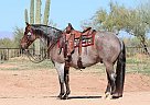 Quarter Horse - Horse for Sale in Arizona, AZ 85048