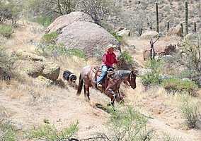 Quarter Horse (Quarter Horse, Gelding) in Arizona, AZ