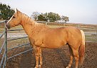 Quarter Horse - Horse for Sale in Perry, OK 