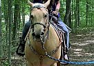 Other - Horse for Sale in Cadillac, MI 49601