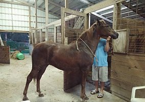 Paso Fino (Paso Fino, Mare) in Homestead, FL