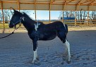 Spotted Saddle - Horse for Sale in St. Cloud, WI 53079