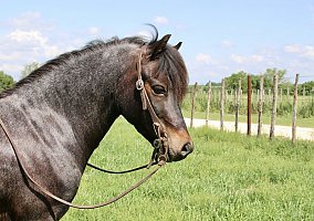 Welsh Pony and Cob (Welsh Pony and Cob, Mare) in KY