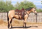 Quarter Horse - Horse for Sale in Arizona, AZ 85048