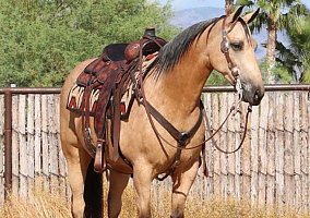 Quarter Horse (Quarter Horse, Gelding) in Arizona, AZ
