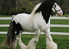 Gypsy Vanner - Horse for Sale in , KY 40272
