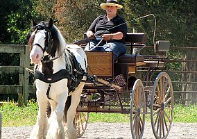 Gypsy Vanner
