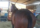 Thoroughbred Gelding for Sale in Phoenix, Arizona Thoroughbred Gelding for Sale in Phoenix, Arizona