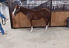 Paint - Horse for Sale in Ely, IA 52227