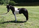Checkmate Lady - Mare in Dalton, GA Checkmate Lady - Mare in Dalton, GA