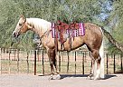 Quarter Horse - Horse for Sale in Arizona, AZ 85048
