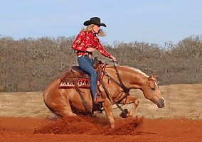 Quarter Horse (Quarter Horse, Gelding) in Arizona, AZ