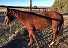 Project Colt - Stallion in Young, AZ