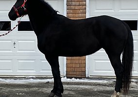 Quarter Horse