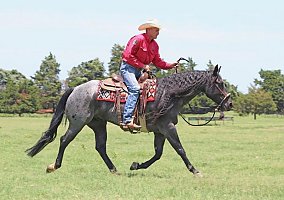 Quarter Horse (Quarter Horse, Gelding) in TN