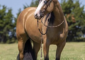 Quarter Horse (Quarter Horse, Mare) in KY
