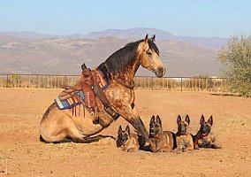 Quarter Horse (Quarter Horse, Gelding) in Arizona, AZ