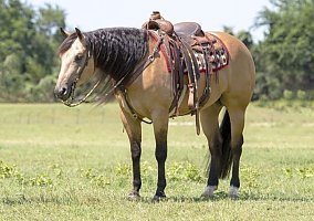 Quarter Horse (Quarter Horse, Gelding) in Arizona, AZ