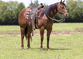 Quarter Horse (Quarter Horse, Gelding) in Arizona, AZ