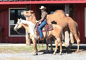 Quarter Horse (Quarter Horse, Gelding) in Tucson, AZ