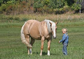 Quarter Horse (Quarter Horse, Gelding) in TN