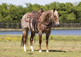 Quarter Horse (Quarter Horse, Gelding) in TN