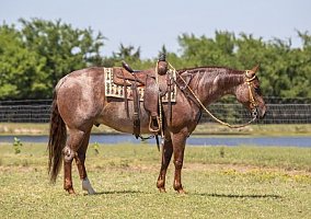 Quarter Horse (Quarter Horse, Gelding) in TN