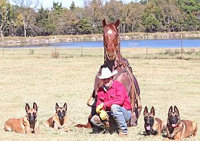 Quarter Horse (Quarter Horse, Gelding) in TN