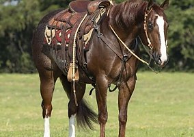 Quarter Horse (Quarter Horse, Gelding) in TN