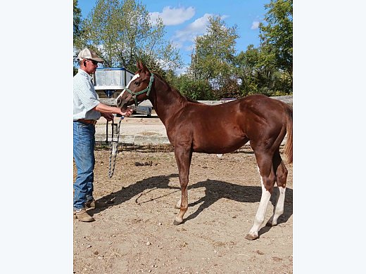 Rebas Fancy Poison APHA Filly