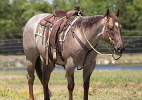 Quarter Horse (Quarter Horse, Gelding) in KY