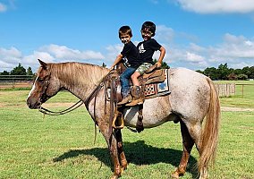 Quarter Horse (Quarter Horse, Gelding) in KY