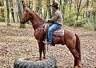 Beau - Gelding in Conway, MO Beau - Gelding in Conway, MO