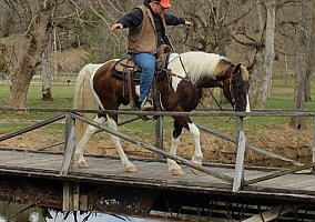 Spotted Saddle Horse (Spotted Saddle Horse, Gelding) in Arizona, AZ