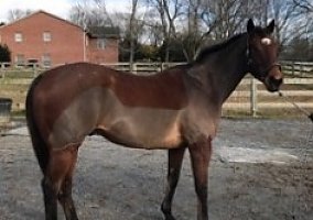 Thoroughbred (Thoroughbred, Gelding) in Sykesville, MD