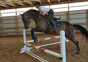 Thoroughbred (Thoroughbred, Gelding) in TN