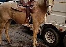 Quarter Horse Gelding for Sale in Grants Pass, Oregon Quarter Horse Gelding for Sale in Grants Pass, Oregon