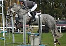 Irish Draught Gelding for Sale in Beavercreek, Ohio Irish Draught Gelding for Sale in Beavercreek, Ohio