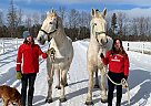 Diamond & Pearl - Mare in Barrie, ON Diamond & Pearl - Mare in Barrie, ON