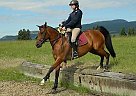 Quarter Horse Mare for Sale in Krestova, British Columbia Quarter Horse Mare for Sale in Krestova, British Columbia